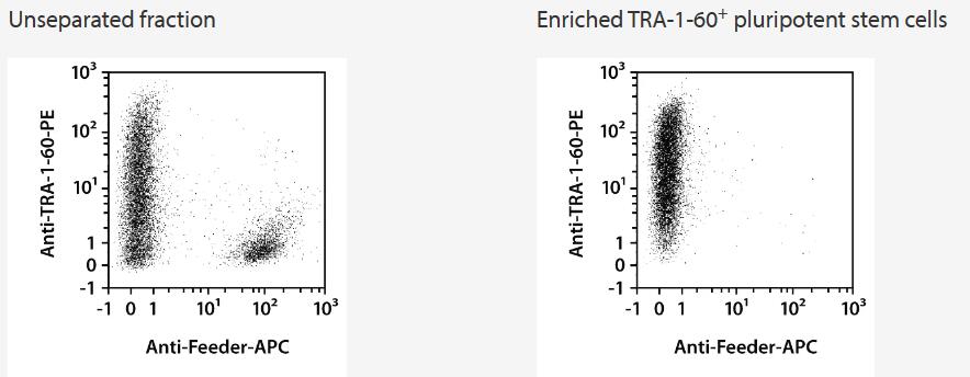 Pluripotent (TRA-1-60+) iPSCs were isolated from cultures containing spontaneously differentiated iPSCs grown on mouse embryonic feeder cells using Anti-TRA-1-60 MicroBeads, an MS Column, and a MiniMACS Separator. Cells were fluorescently stained with Anti-TRA-1-60-PE (# 130-100-347) and Anti-Feeder-APC after separation and analyzed by flow cytometry using the MACSQuant Analyzer. Cell debris and dead cells were excluded from the analysis based on scatter signals and propidium iodide fluorescence.
